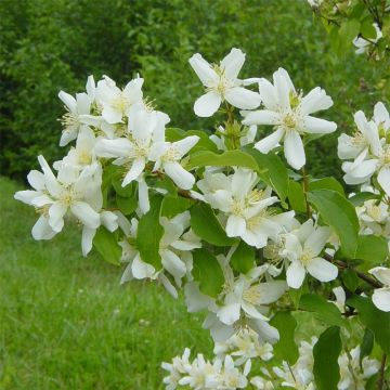 Pikkujasmike - Philadelphus x lemoinei