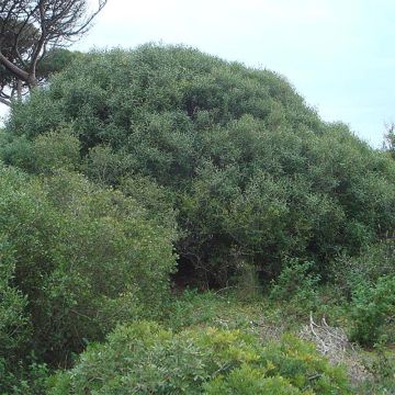 Kaitapiipensas - Phillyrea angustifolia