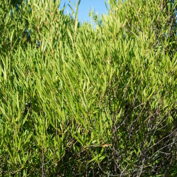 Kaitapiipensas Rosmarinifolia