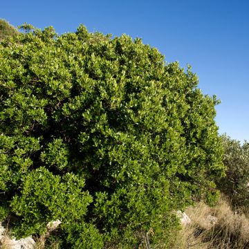 Leveäpiipensas - Phillyrea latifolia
