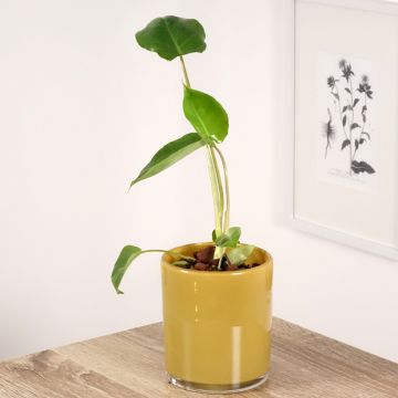 Köynnösvehka - Philodendron burle-marxii