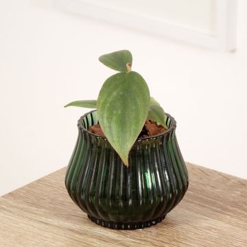 Köynnösvehka - Philodendron sp Colombia