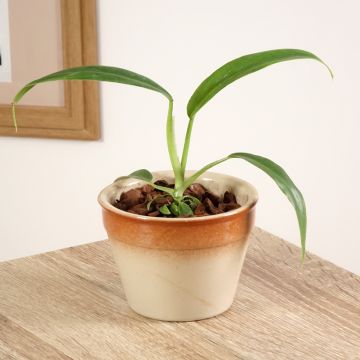 Köynnösvehka - Philodendron elegans