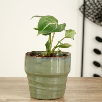 Kirjoköynnösvehka - Philodendron gloriosum