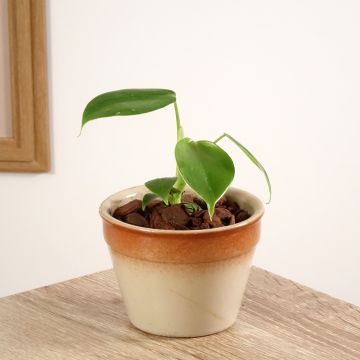 Köynnösvehka - Philodendron grazielae