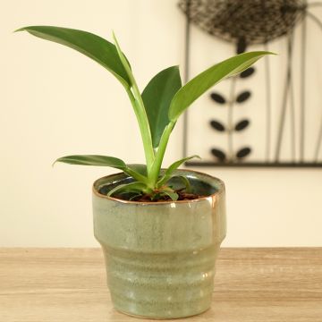 Köynnösvehka Imperial Green