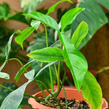 Köynnösvehka - Philodendron x joepii