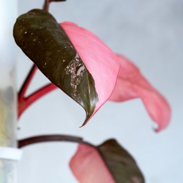 Köynnösvehka Pink Marble