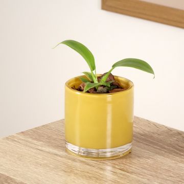 Köynnösvehka - Philodendron applanatum