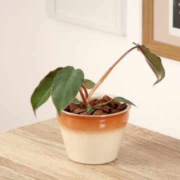 Köynnösvehka - Philodendron billietiae x atabapoense