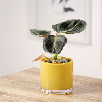 Rusoköynnösvehka - Philodendron melanochrysum