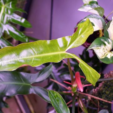 Köynnösvehka - Philodendron mexicanum