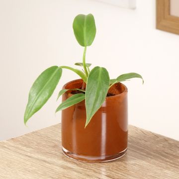 Köynnösvehka - Philodendron radiatum