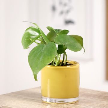 Herttaköynnösvehka - Philodendron hederaceum