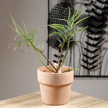 Köynnösvehka - Philodendron tortum