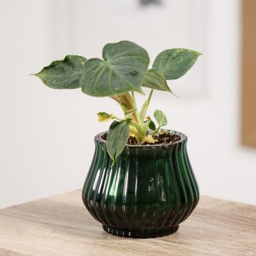Silkkiköynnösvehka - Philodendron verrucosum