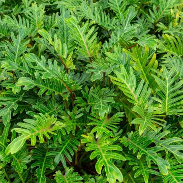 Köynnösvehka - Philodendron xanadu