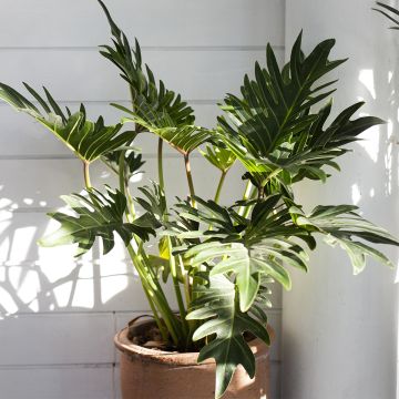 Köynnösvehka - Philodendron xanadu