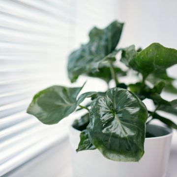Köynnösvehka Jungle