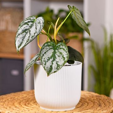 Köynnösvehka - Philodendron brandtianum