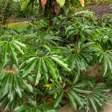 Köynnösvehka - Philodendron goeldii