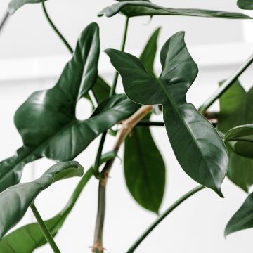 Köynnösvehka - Philodendron longilobatum
