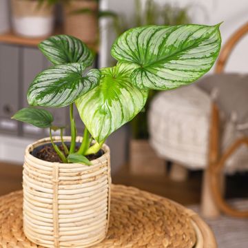 Köynnösvehka - Philodendron mamei