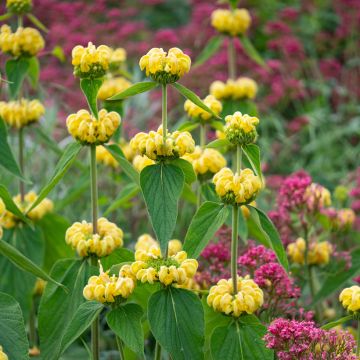 Anatolianpaloyrtti - Phlomis russeliana