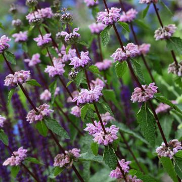 Kashmirinpaloyrtti - Phlomis cashmeriana