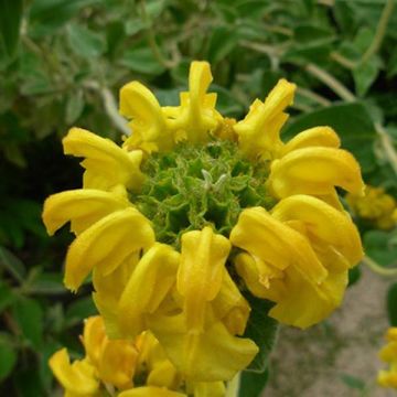 Pensaspaloyrtti - Phlomis fruticosa