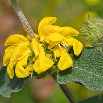Paloyrti - Phlomis bourgaei