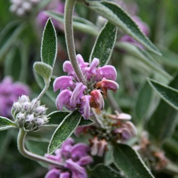 Purppurapaloyrtti - Phlomis purpurea