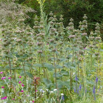 Paloyrti - Phlomis samia
