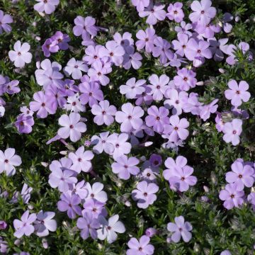 Mätäsleimu Lilac Cloud