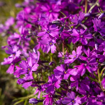 Sammalleimu Atropurpurea