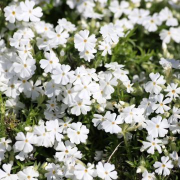 Sammalleimu White Delight