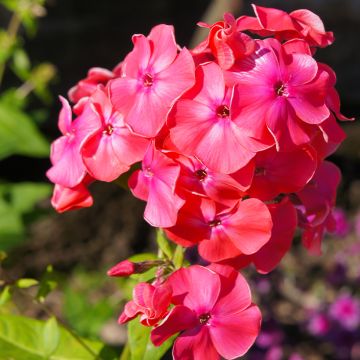 Syysleimu Famous Cerise