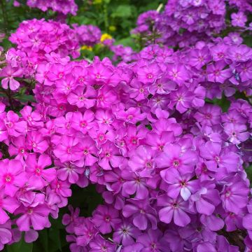Syysleimu Famous Purple