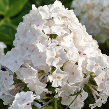 Syysleimu Famous White