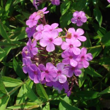 Syysleimu Hesperis