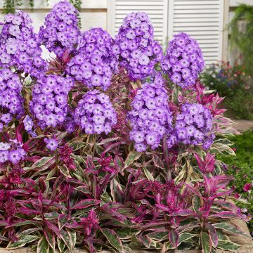 Syysleimu Olympus