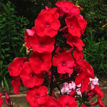 Syysleimu Red Flame