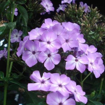 Syysleimu Violet Flame