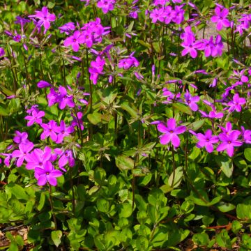 Rönsyleimu Purpurea