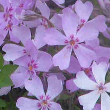 Rönsyleimu Sherwood purple