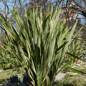 Tähkälilja (siemenet) - Phormium tenax