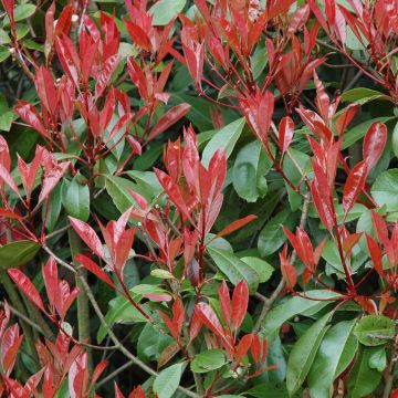 Tarhapunamarja Little Red Robin