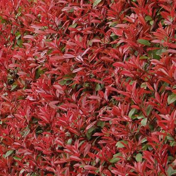 Tarhapunamarja Carré Rouge