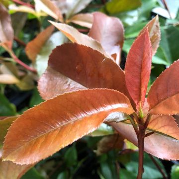 Tarhapunamarja Red Robin Blood