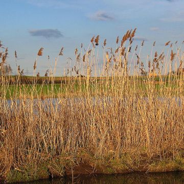 Järviruoko - Phragmites australis